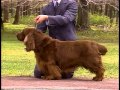 Sussex Spaniel - AKC Dog Breed Series の動画、YouTube動画。