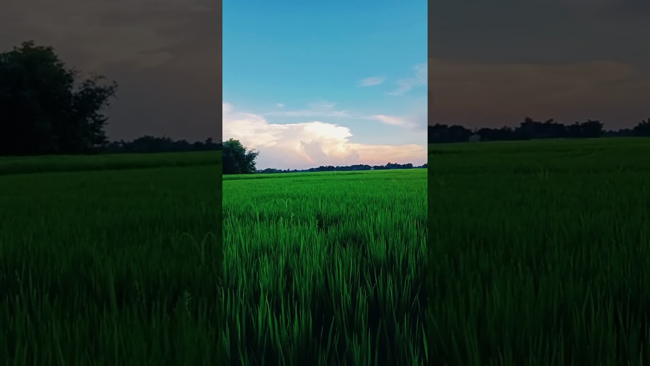 #ricefieldview