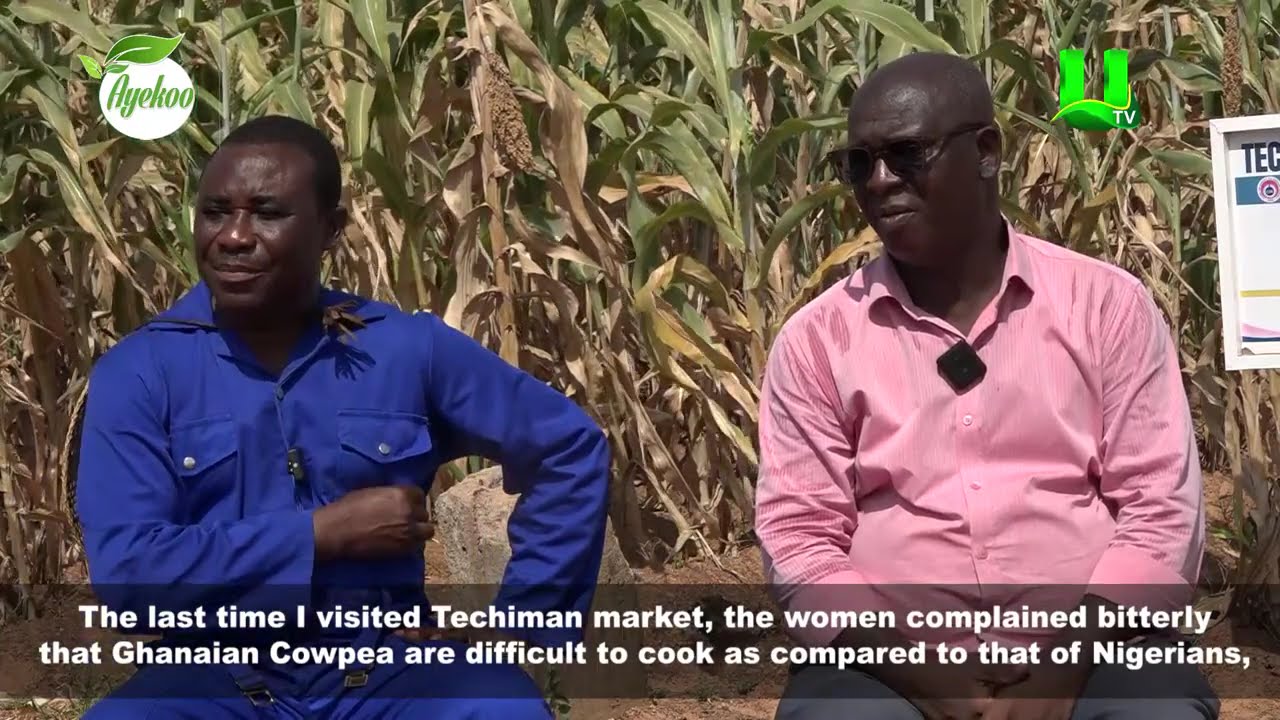 AYEKOO: CSIR-SARI ASSURES GHANAIAN FARMERS OF QUALITY S GRAIN SEEDS FOR 2026 FARMING SEASON