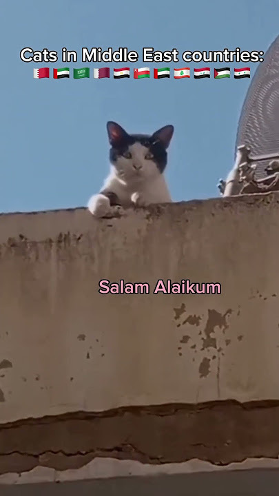 Salam Alaikum 😂 #funny #jokes #cats