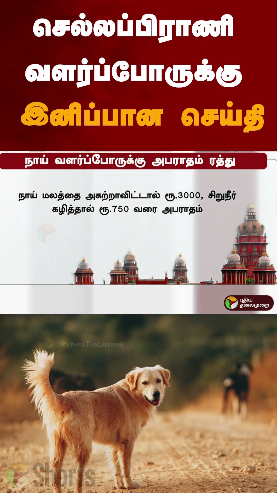 செல்லப்பிராணி வளர்ப்போருக்கு இனிப்பான செய்தி | #shorts | #petanimals | #dog