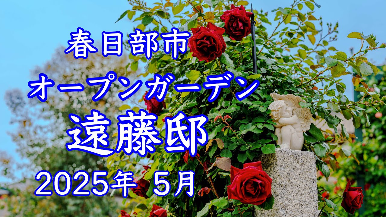 【4K オープンガーデン　遠藤邸2025 】埼玉県　春日部市　感動🌹美しいお庭を訪問　薔薇が見頃を迎えました！！
