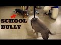 Classroom Bully!