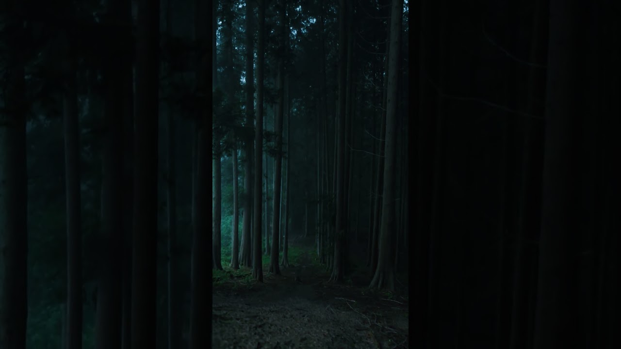 Tall Trees in Rhineland Palatinate, Germany | Explore Majestic Forests