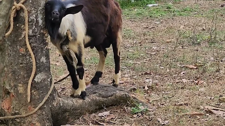 Billy The Goat