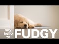 Introducing Fudgy the Golden Retriever Puppy