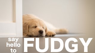 Introducing Fudgy the Golden Retriever Puppy