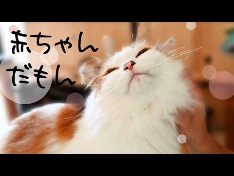 メインクーンが扉を開けてみんなご機嫌な毎日です。ふみふみはまだ子猫のままな末っ子サイベリアン