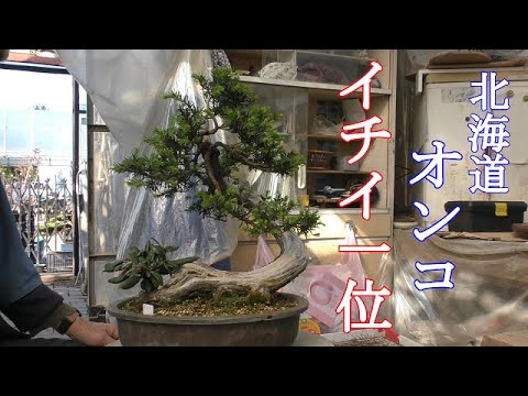 大品イチイ盆栽 楽天市場】盆栽 一位 樹高 約94cm いちい Taxus cuspidata