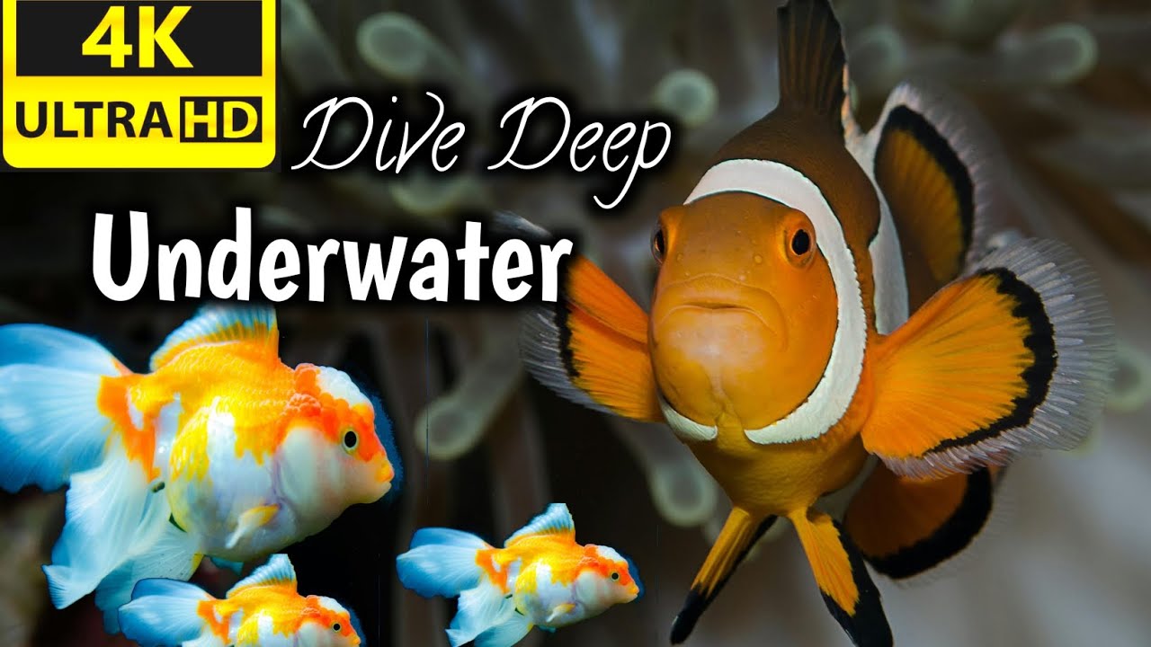 Dive into Tranquility's Embrace: A 4K Underwater Lullaby with Soothing Piano |Wildlife Explorer