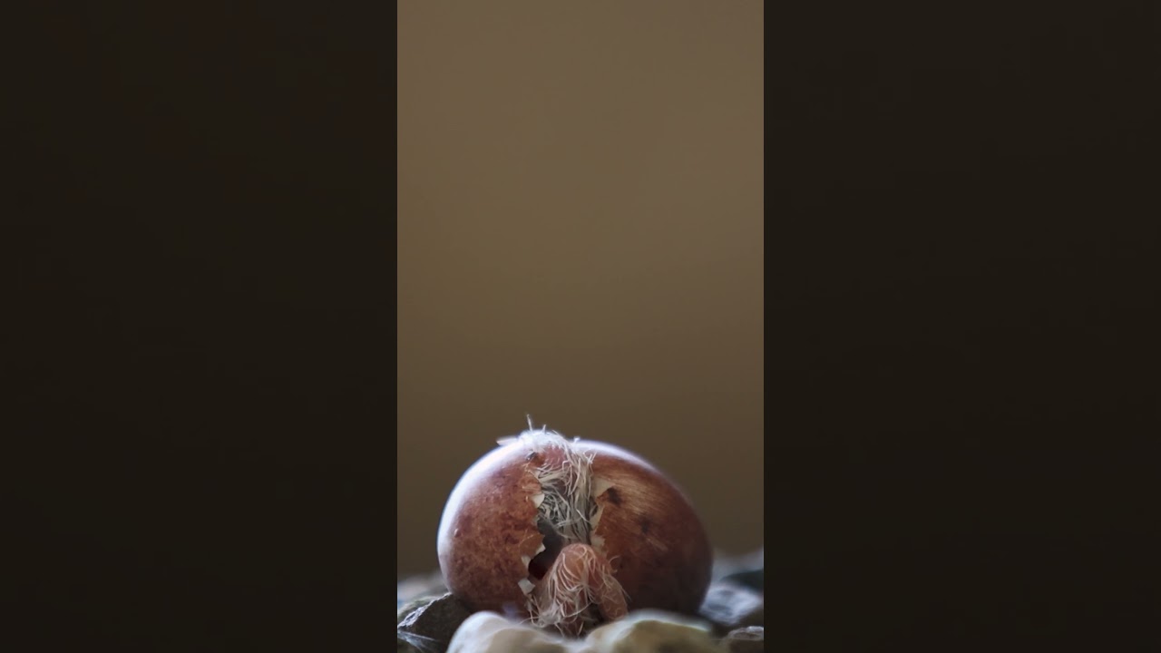 Peregrine falcon chick hatching close-up! 