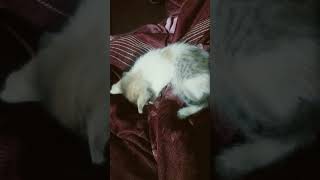 #mastbilli #entertenment #cat