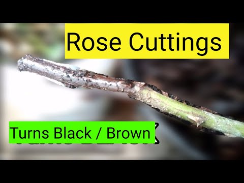 Rose cuttings turning  Black / Brown from fungal disease