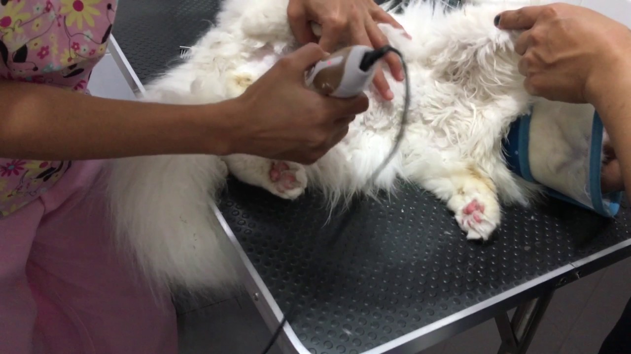 Exotic Longhair Persian Cat Grooming Session Part 1 YouTube