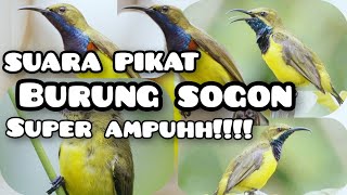 Download Lagu SUARA PIKAT SOGON PALING AMPUH!!!! kombinasi SOGON GACOR burcil ribut MP3