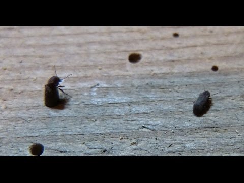 Video: Haustiere von Fensterbehandlungen fernhalten