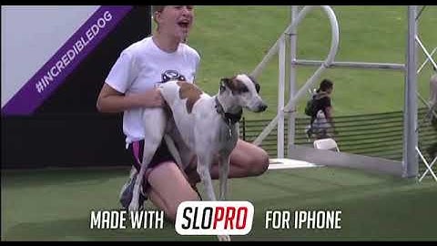 Sounders sets a new record in the diving dog challenge