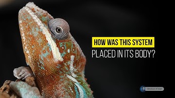 GLEAMS OF WISDOM # ANIMALS # THE MIRACLE OF CAMOUFLAGE