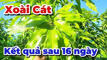 Kích ra hoa _ Vuốt Kéo Cữ 3 Xoài Cát |Gốc Cù Lao | #0986289491 #gocculao 