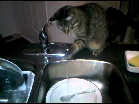  Cat  helps with washing  the dishes  giving them an extra 