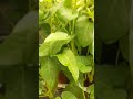 Vertical Integrated Urban Farming Dinas Perikanan dan Pertanian Kota Makassar