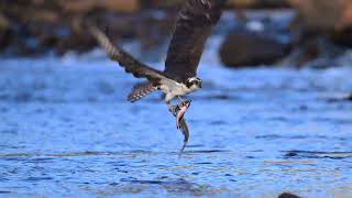 Osprey Catches Fish | Audubon Photography Awards 2024 Top Video | Steven Chu