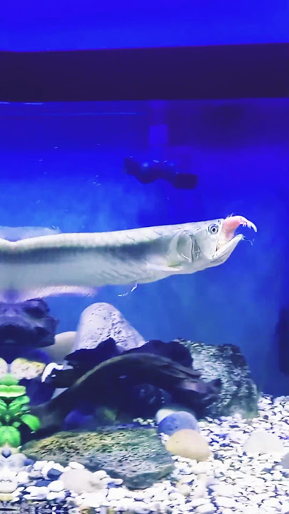 big silver arowana fish #fish #aquariumfish