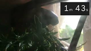 5 minute frog timer