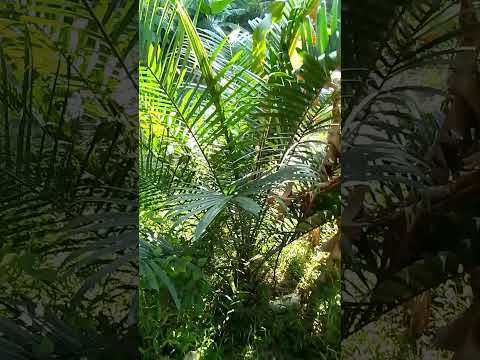 MITISHAMBA Dawa Halisi Zenye Kutibu Magonjwa Mengi