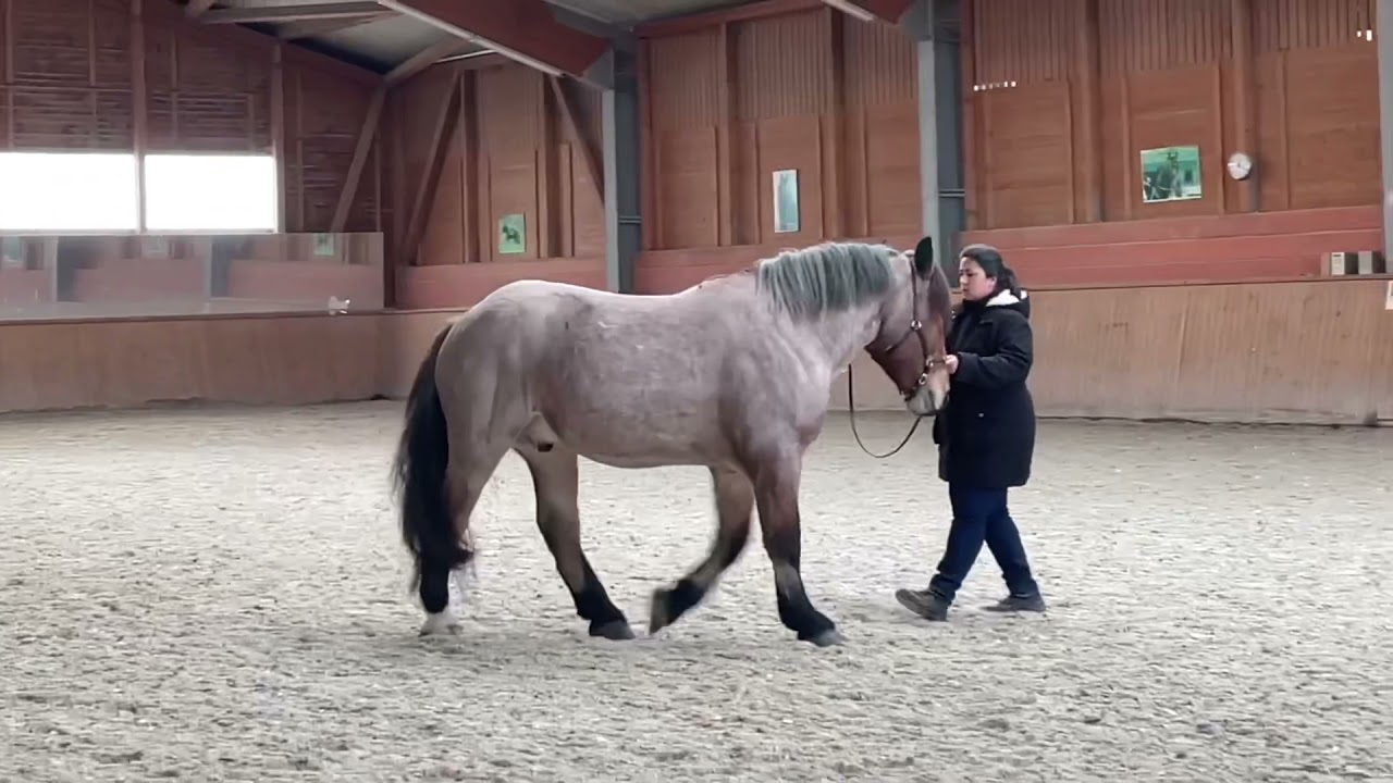 Seminar Bent Branderup akademische Reitkunst
