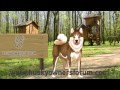 Animated dog advertising your product or website