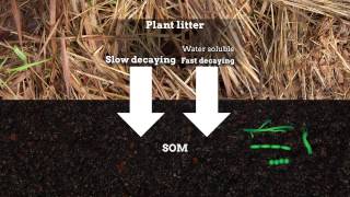 Formation of soil organic matter via biochemical and physical pathways of litter mass loss