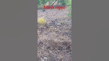 Minh Ngọc 7 kẹp chim cút rừng đời mới đơn giản #shorts #baychimcutrung