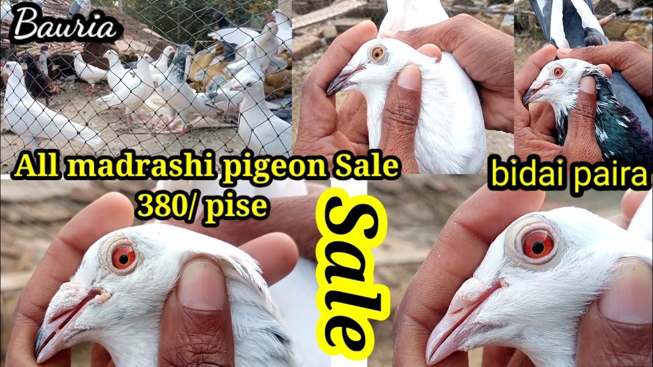 ALL pigeon sale 