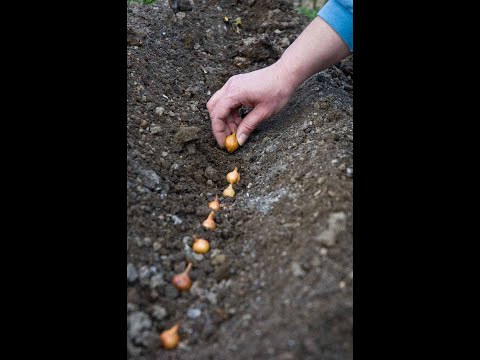 Video: Ingrijorările Toamnei Grădinarului