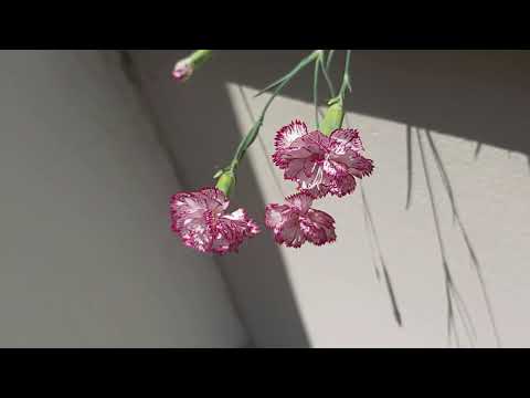 Video: Rritja e luleve Dianthus në kopsht - Si të kujdeseni për Dianthus