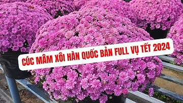 Cúc Mâm Xôi Hàn Quốc Bản Full 2024