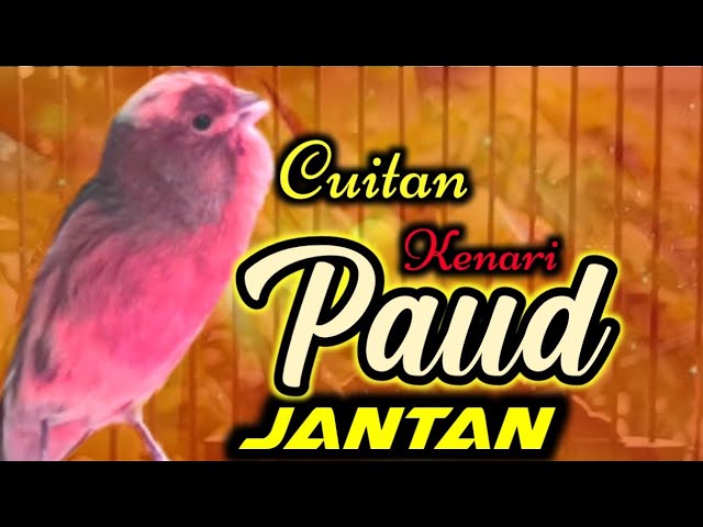 CUITAN KENARI PAUD JANTAN, PERANGSANG BUNYI KENARI PAUD BELAJAR BUNYI class=