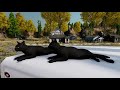 Lounging halloween cats  wolfquest anniversary edition