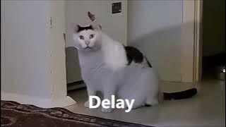 Huh?Cat but diffrent soundeffects