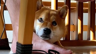 弟が作業中でも甘えたい柴犬の姿。