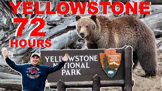 How Many Animals Will We Find In Yellowstone In 72 Hours?