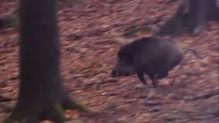 Driven wild boar hunting in Europe | Every hunter&#39;s dream! - Ultimate Hunting