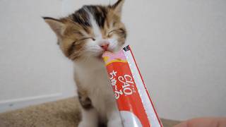 Kitten Nico is eating a very tasty snack!