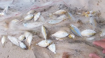 Chú quang thả lưới cá liệt và lưới cá đục - Dân Biển