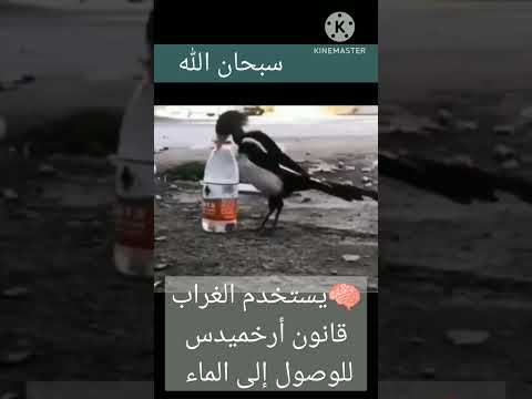 يستخدم الغراب قانون أرخميدس للوصول إلى الماء المطلوب اشترك بالقناة