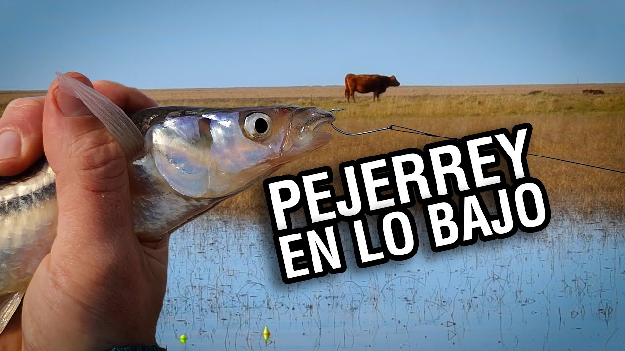 PEJERREYES ENTRE LOS PASTOS / PESCAMOS EN LA LAGUNA LA BARRANCOSA Y CASI SE PICA MAL / UNDERCARP