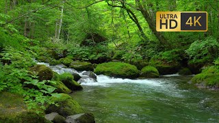 Relaxing Waterfall in Japan 4K 🌊 Oirase Waterfall 🌊 Waterfall Sounds 🌊 Nature (10 Hours) 🌊