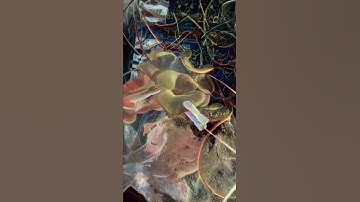 Thumbnail of Mushroom music