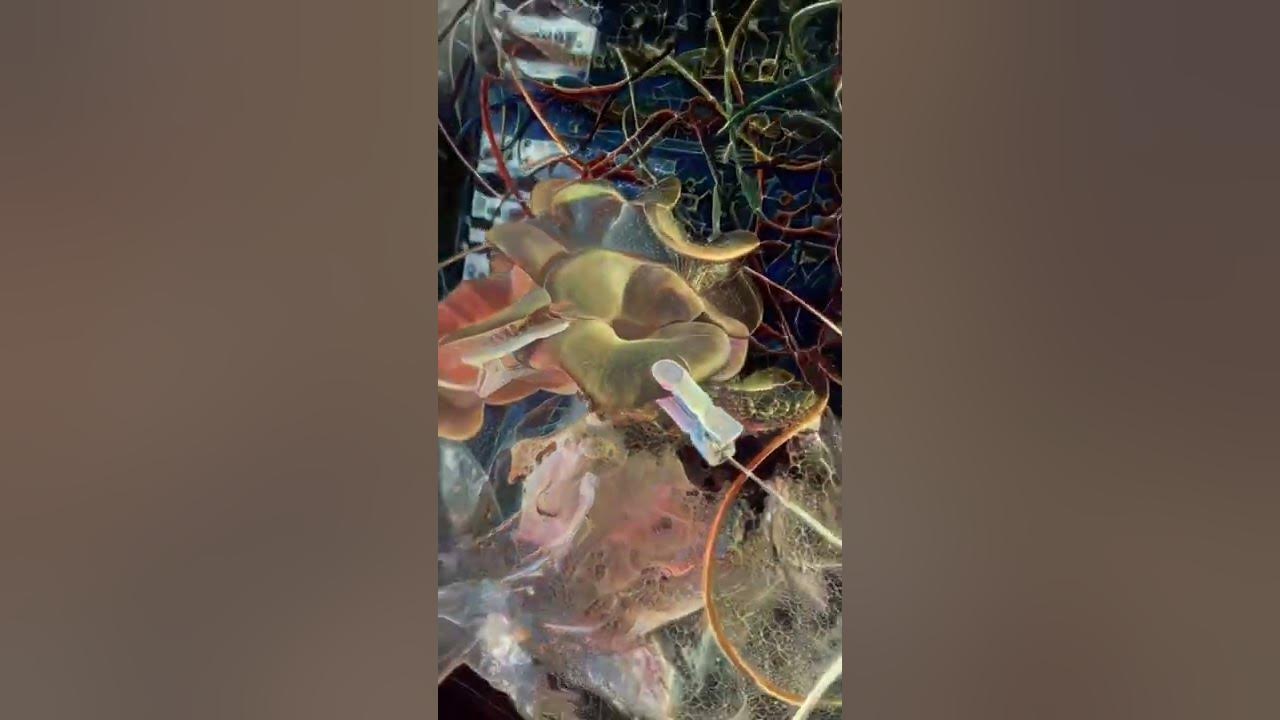 Mushroom music
